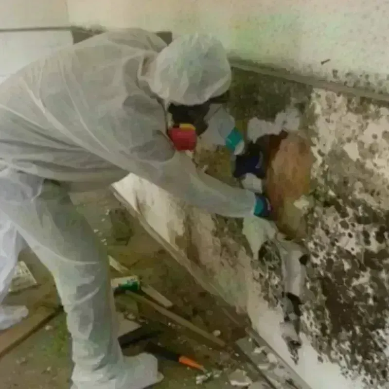 Mold Remediation and Removal in Gilberts, IL